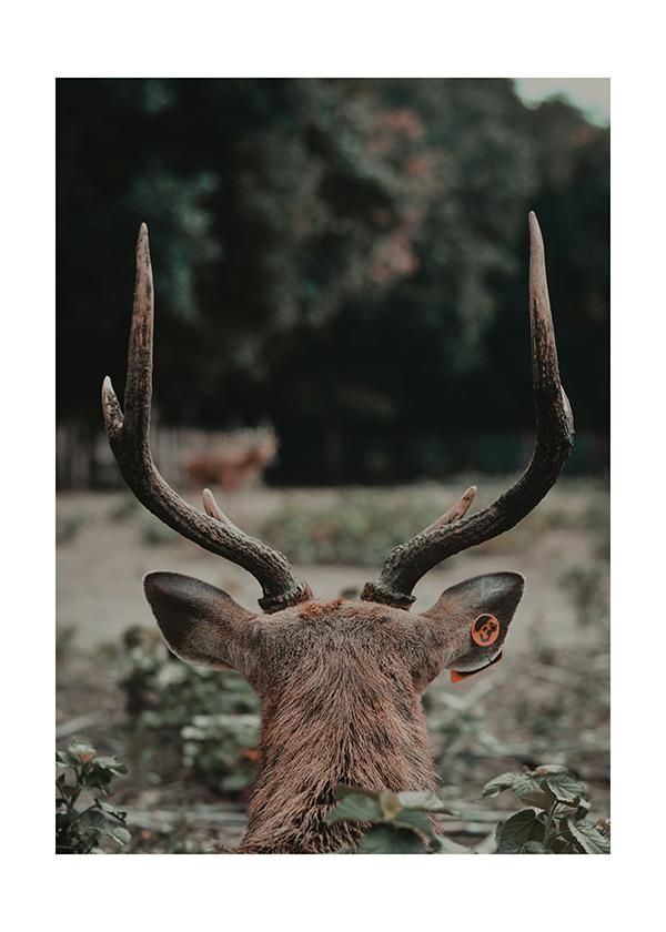 Plakát Deer in the nature