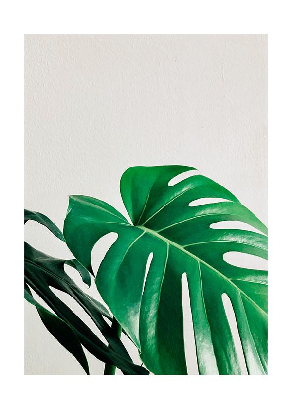 Designový plakát Monstera_skvostná