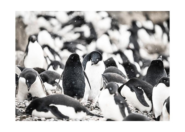 Plakát Partička tučňáků