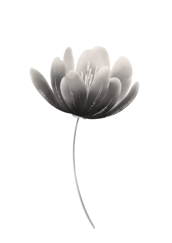 Plakát Černá květina