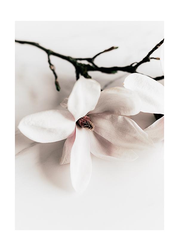 Plakát Bílé květy