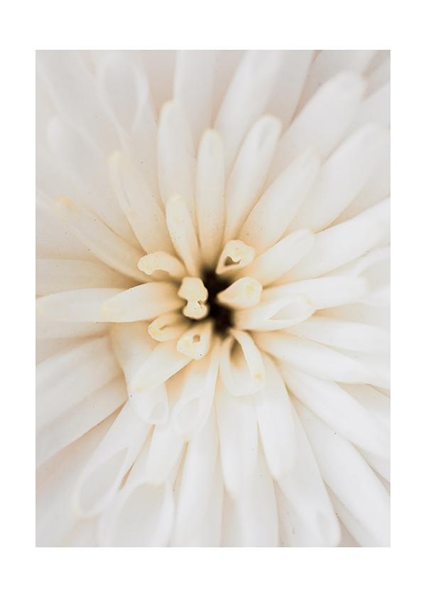Plakát Bílý květ
