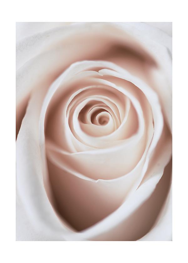 Plakát Detail růžové růže 2
