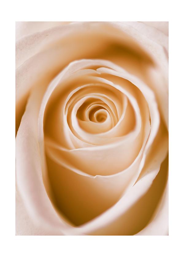 Plakát Detail žluté růže