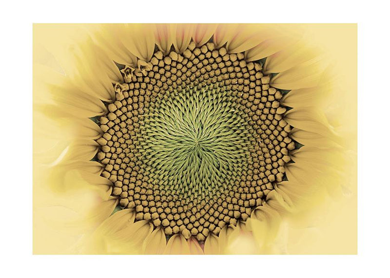 Plakát Detail slunečnice