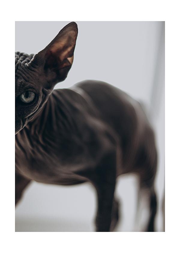 Plakát Beautiful sphynx