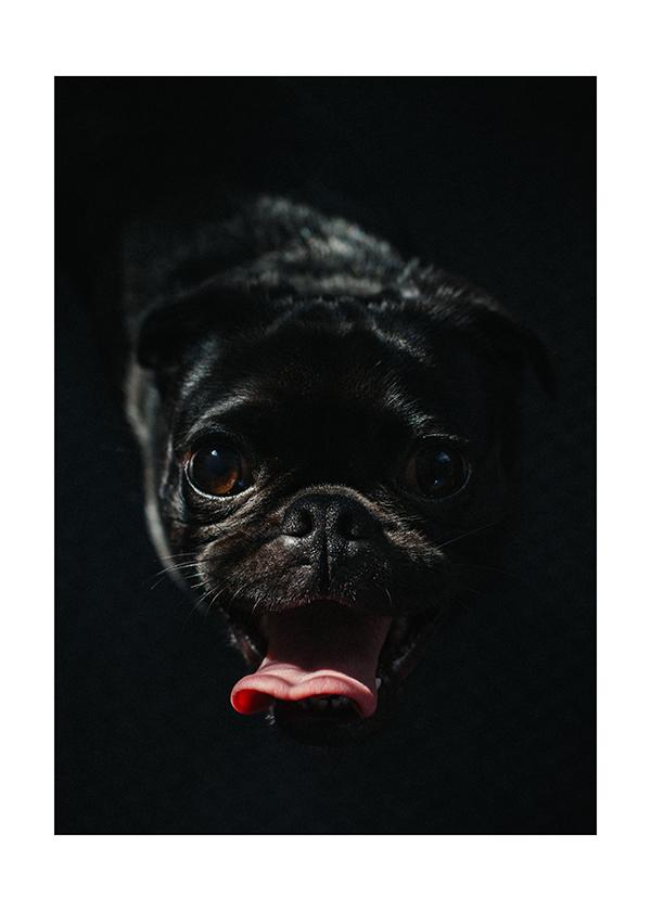 Plakát Black dog