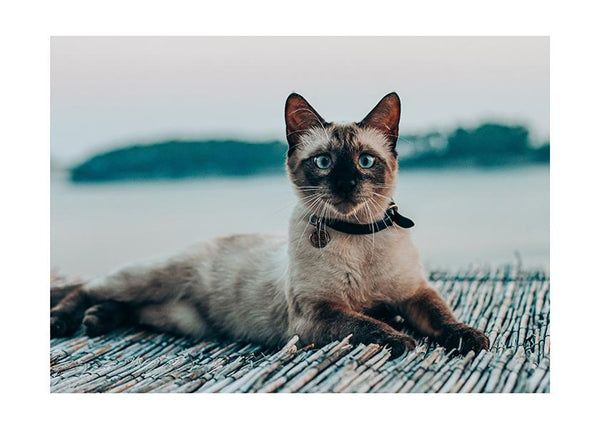 Plakát Cat being a model