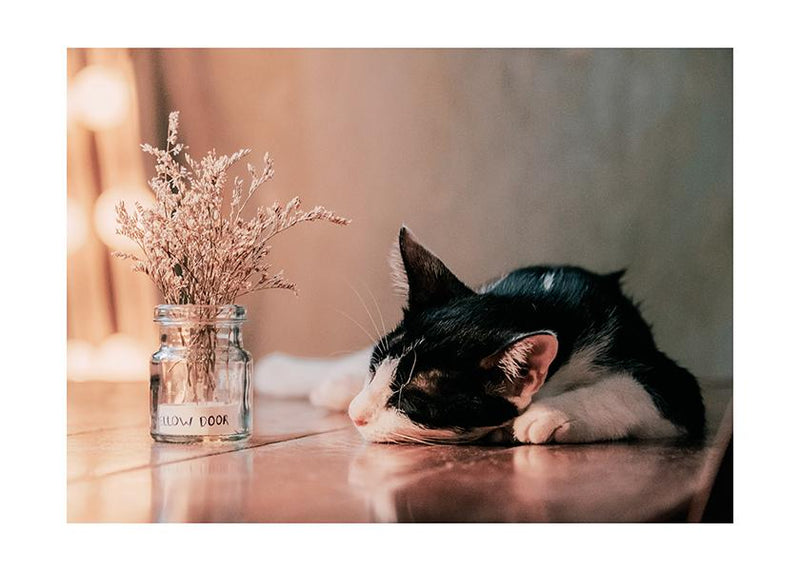 Plakát Cat sleeping on the table