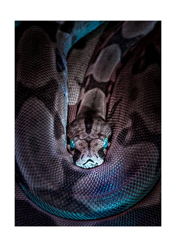Plakát Blue eye snake