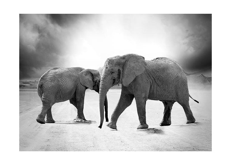 Plakát Elephants