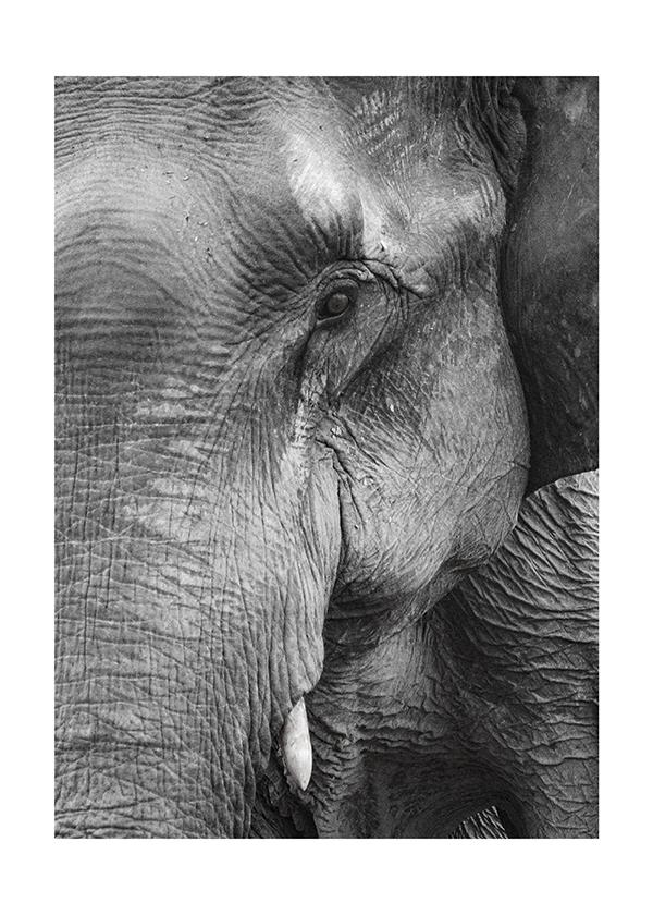 Plakát Černobílý slon