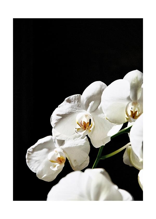 Plakát Bílá orchidej