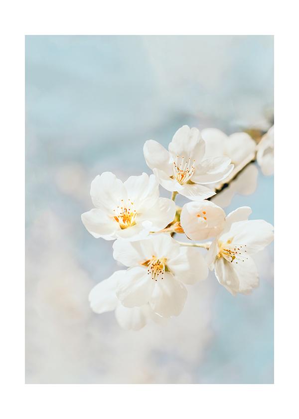 Plakát Bílý třešňový květ 2