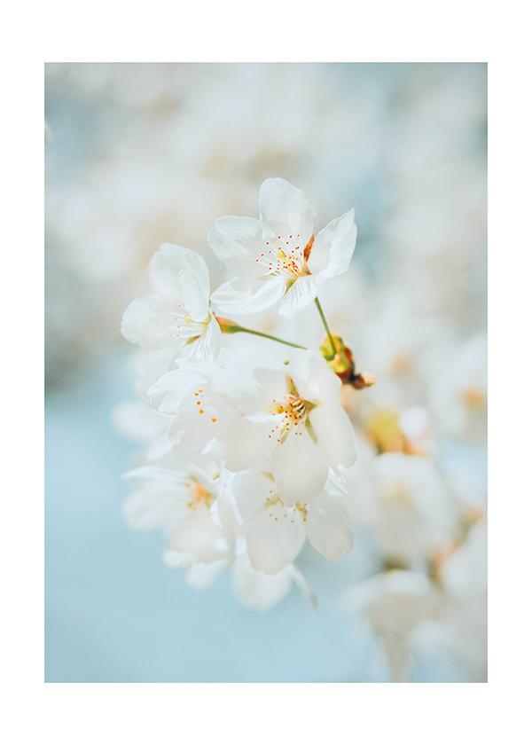 Plakát Bílý třešňový květ