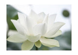 Plakát Bílý lotus
