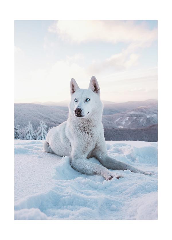 Plakát Bílý Husky na horách