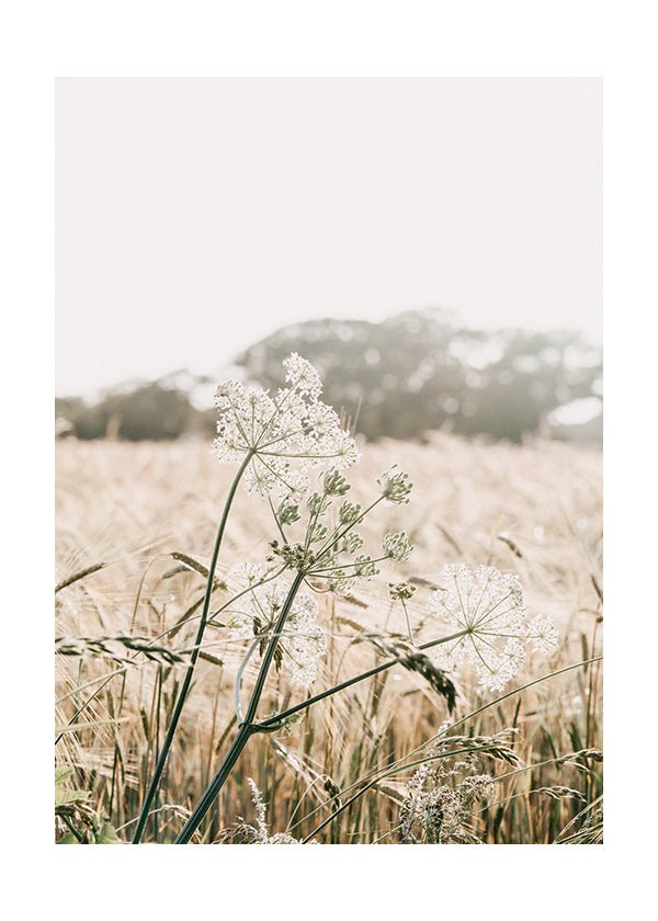 Plakát Cow parsnip