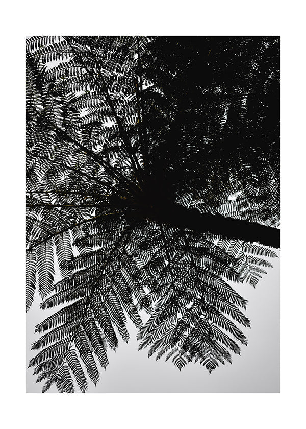 Plakát Černobílý strom