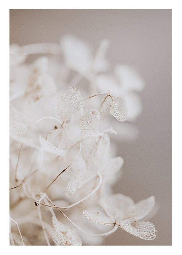 Plakát Divoké bílé květy