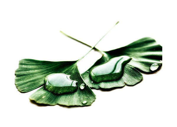 Plakát Ginkgo biloba