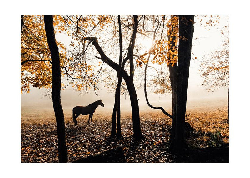 Plakát Horse and the autumn