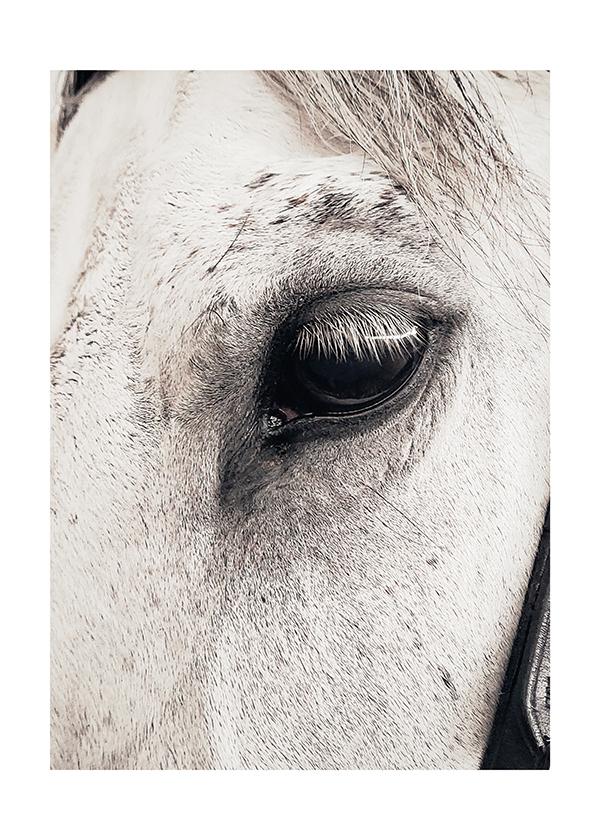 Plakát Horse eye
