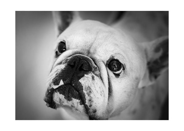 Plakát In love with bulldog