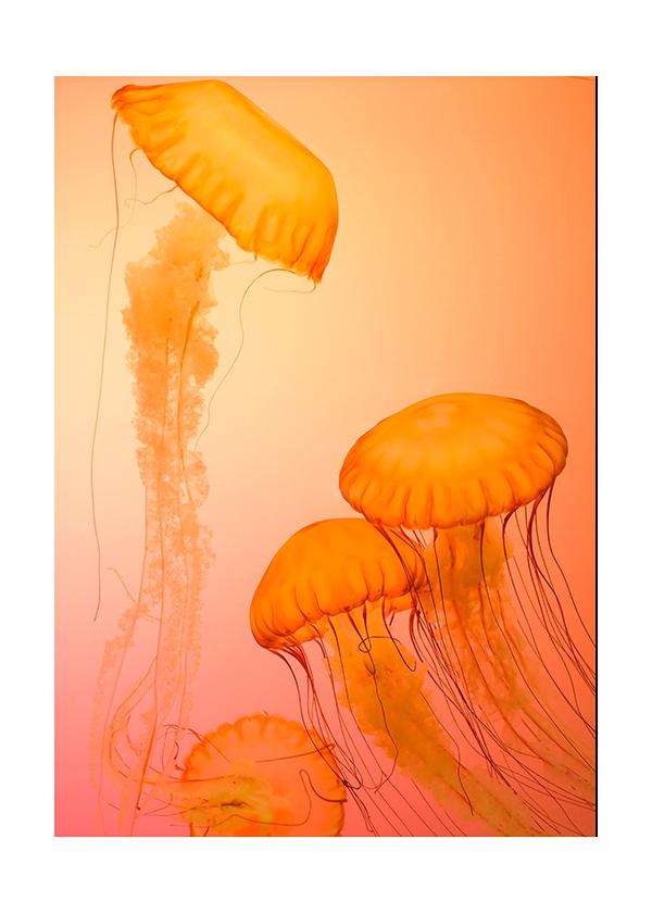 Plakát Jellyfish