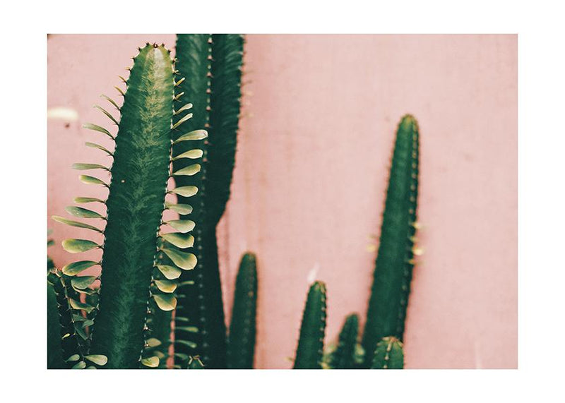 Plakát Kaktus