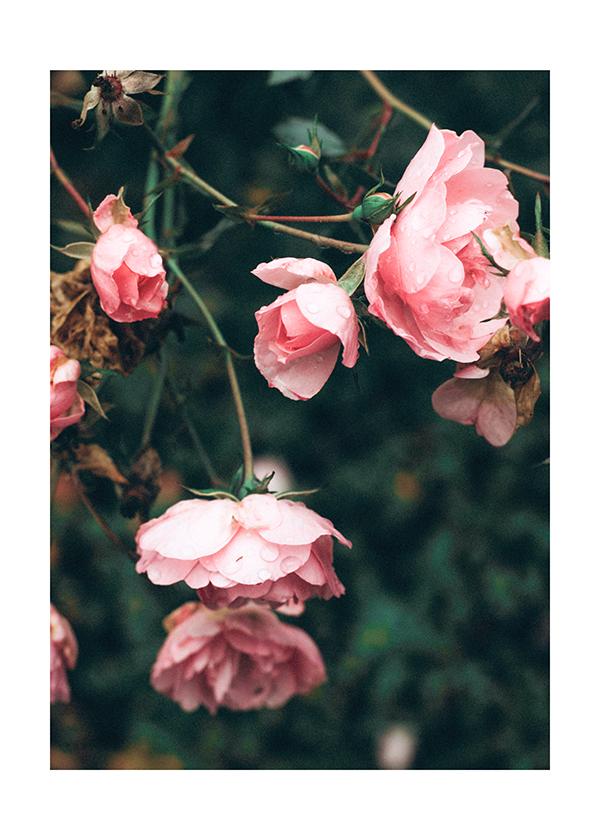 Plakát Kapky rosy na růžích