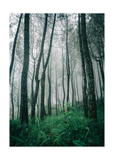 Plakát Klid v lese