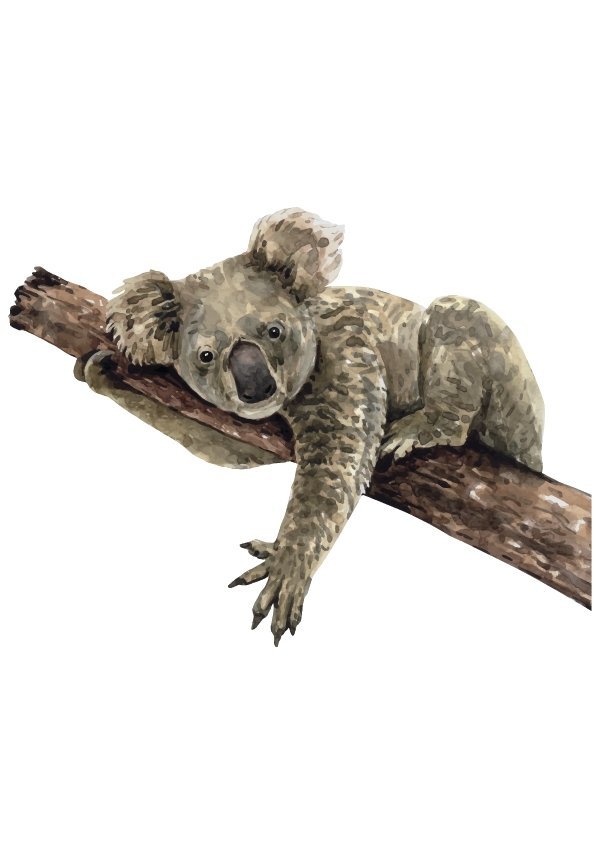 Plakát Koala na větvi