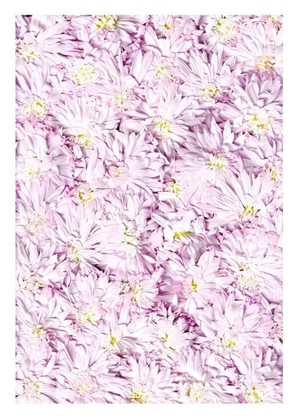 Plakát Koberec fialových květů original