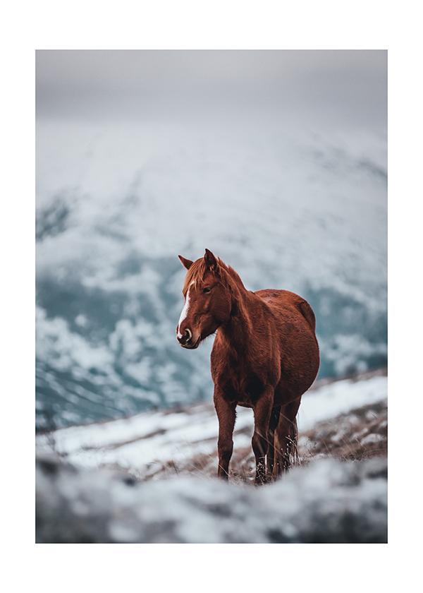 Plakát Kůň v horách