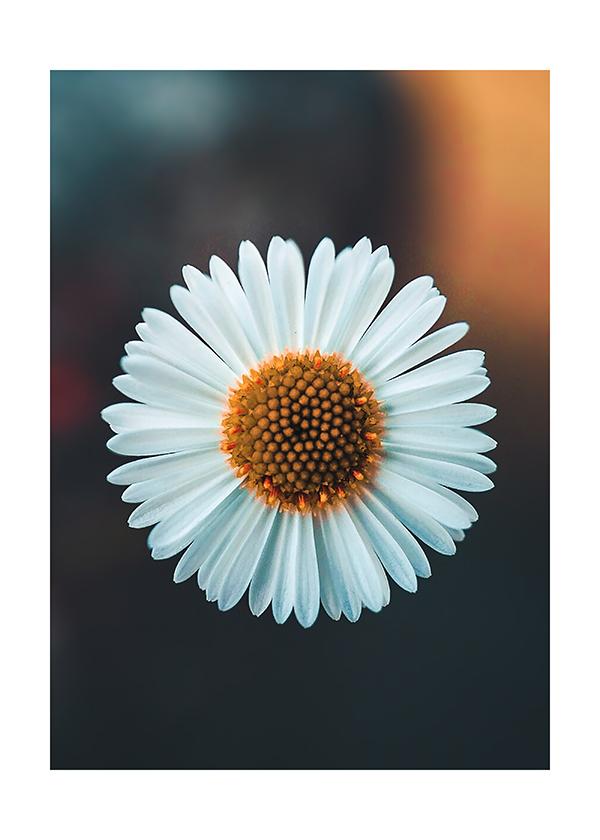 Plakát Květ kopretiny