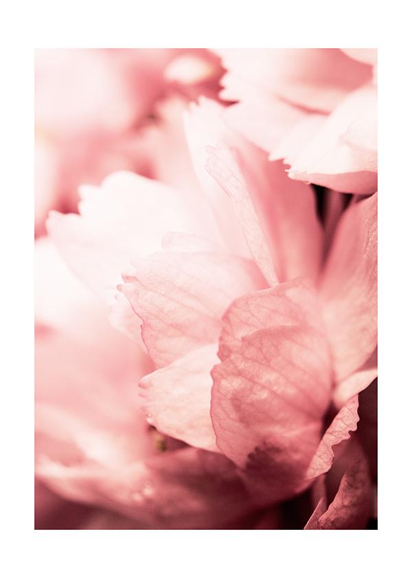 Plakát Květy