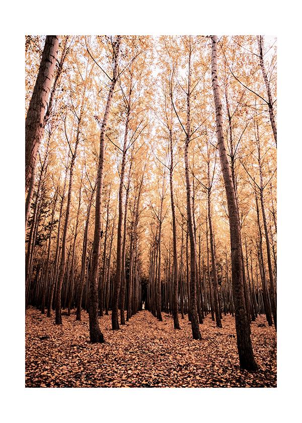 Plakát Lesy na podzim