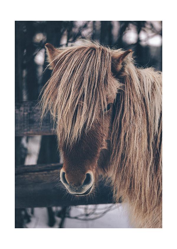 Plakát Long hair horse