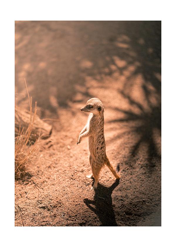 Plakát Malá surikata