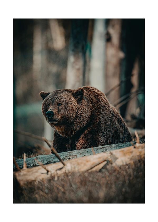 Plakát Medvěd na pozoru