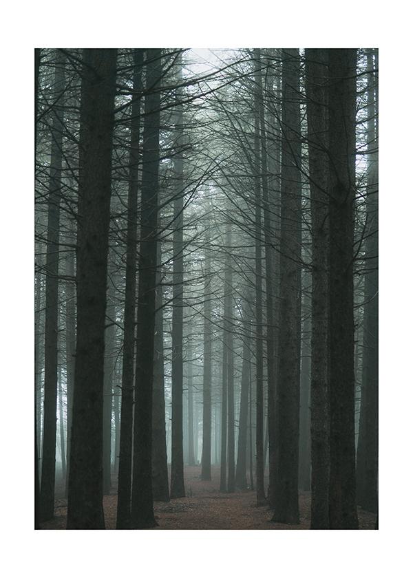 Plakát Mlhavo v lese