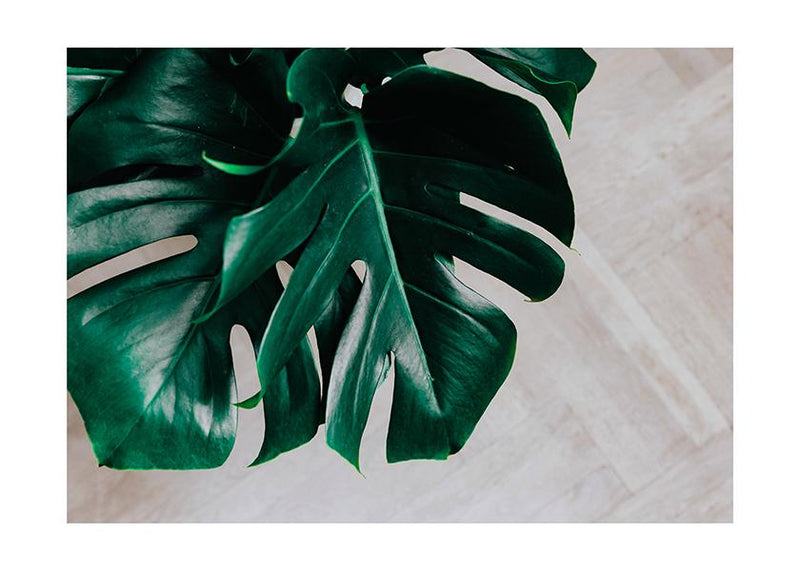 Plakát Monstera