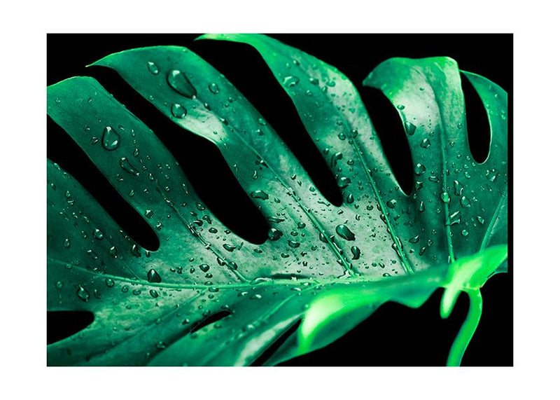 Plakát Monstera deliciosa v kapkách deště
