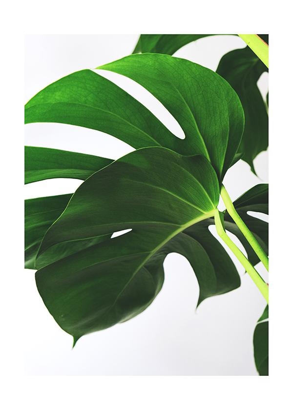 Plakát Monstera skvostná 2