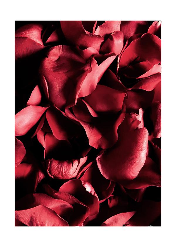 Plakát Okvětní lístky růží