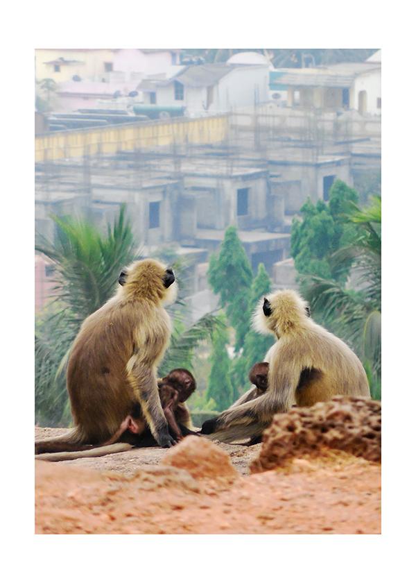 Plakát Opičáci na vyhlídce