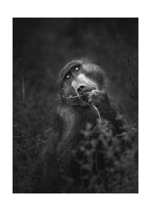 Plakát Opičák na večeři