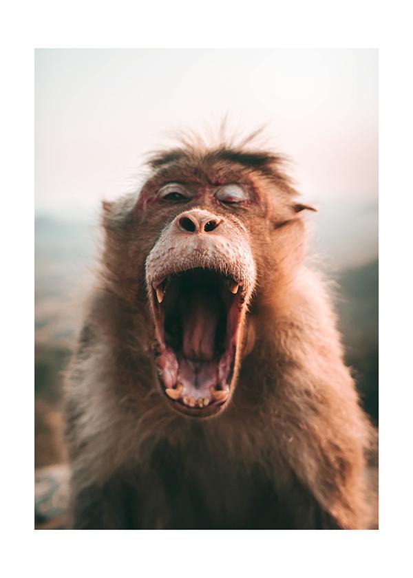 Plakát Ospalý orangutan