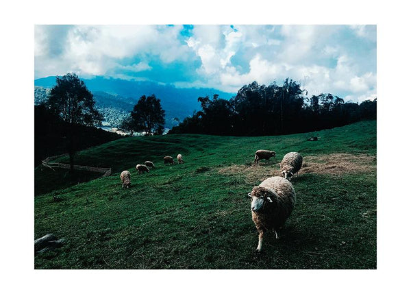 Plakát Ovce na pastvě